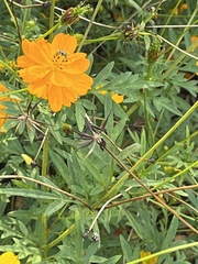 Agapostemon virescens