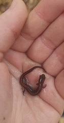 Plethodon angusticlavius
