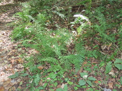 Homalosorus pycnocarpos