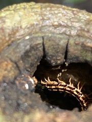 Helicorthomorpha holstii