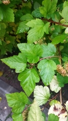 Physocarpus opulifolius