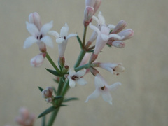 Asperula graveolens