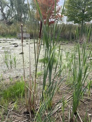 Typha × glauca