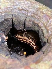 Helicorthomorpha holstii