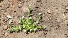 Plagiobothrys undulatus