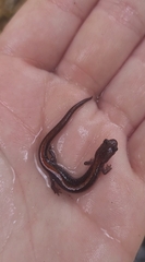 Plethodon angusticlavius