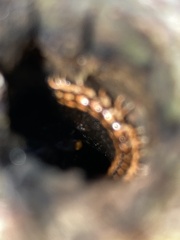 Helicorthomorpha holstii