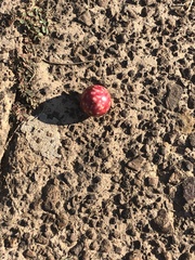 Amphibolips quercusjuglans