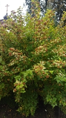 Physocarpus opulifolius