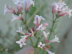 Asperula graveolens