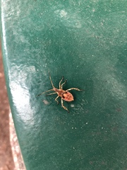 Leptoglossus occidentalis