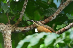Ptiloris victoriae
