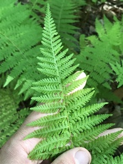 Dennstaedtia punctilobula