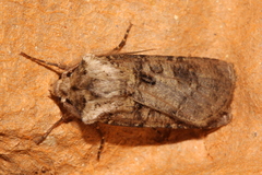 Agrotis clavis