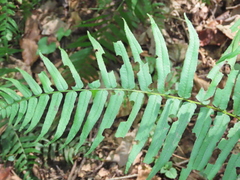 Homalosorus pycnocarpos