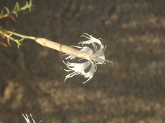 Dianthus squarrosus
