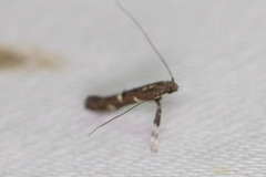 Caloptilia triadicae