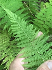 Dennstaedtia punctilobula