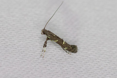 Caloptilia triadicae
