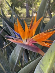 Strelitzia
