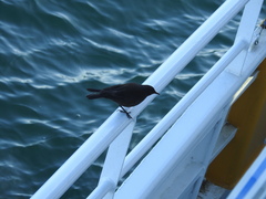 Cinclodes antarcticus