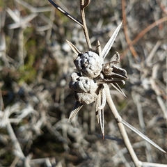 Tetradymia