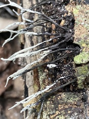 Xylaria