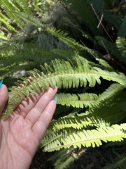 Polystichum imbricans