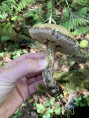 Leccinum holopus