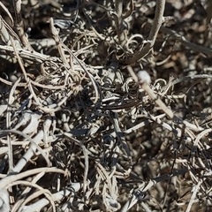 Tetradymia
