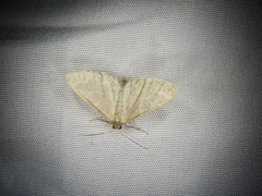 Idaea remissa