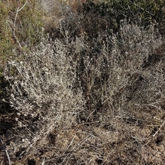 Tetradymia