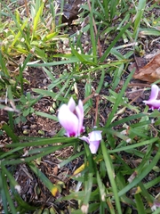 Cyclamen