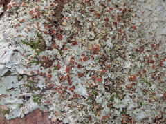 Ricasolia quercizans