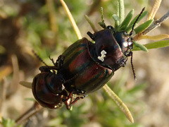 Chrysolina cerealis