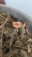 Leratiomyces ceres