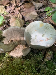 Leccinum holopus