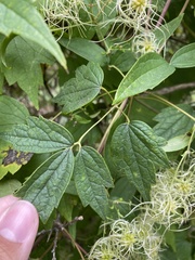 Clematis catesbyana