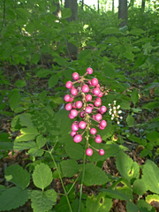 Actaea × ludovicii