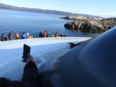 Cinclodes antarcticus