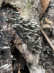 Xylaria
