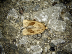 Archips nigricaudana