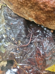 Plethodon angusticlavius