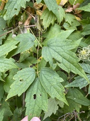 Clematis catesbyana