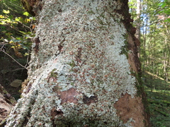 Ricasolia quercizans