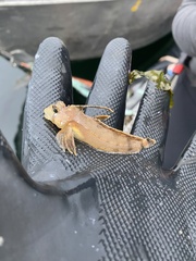 Nautichthys oculofasciatus