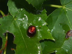Acericecis ocellaris
