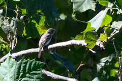 Empidonax minimus