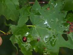 Acericecis ocellaris