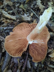 Entoloma